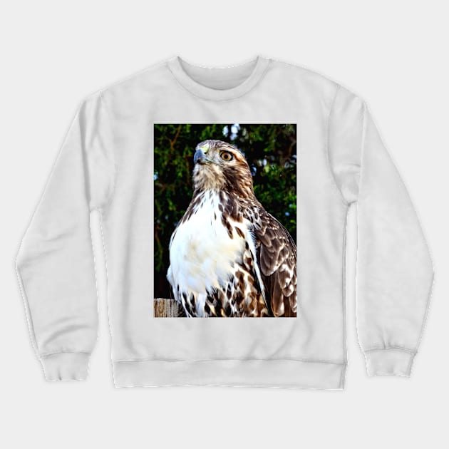 Adult Red Tailed Hawk Crewneck Sweatshirt by Scubagirlamy